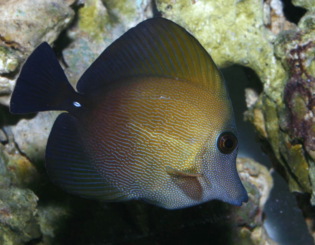 scopas tang