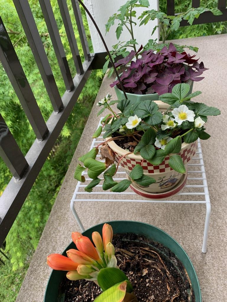 A group of potted plants on a balcony  Description automatically generated