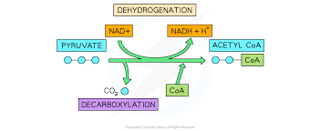 Link Reaction & The Krebs Cycle ...