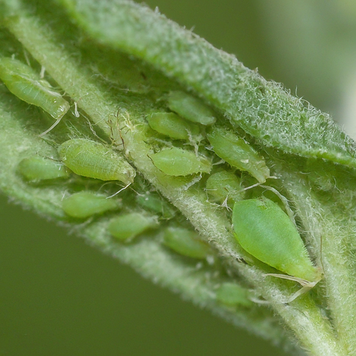 Pest Patrol: Keeping Unwanted Guests at Bay