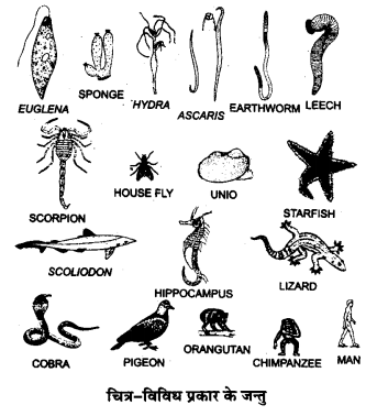 UP Board Solutions for Class 12 Biology Chapter 7 Evolution Q.7.1