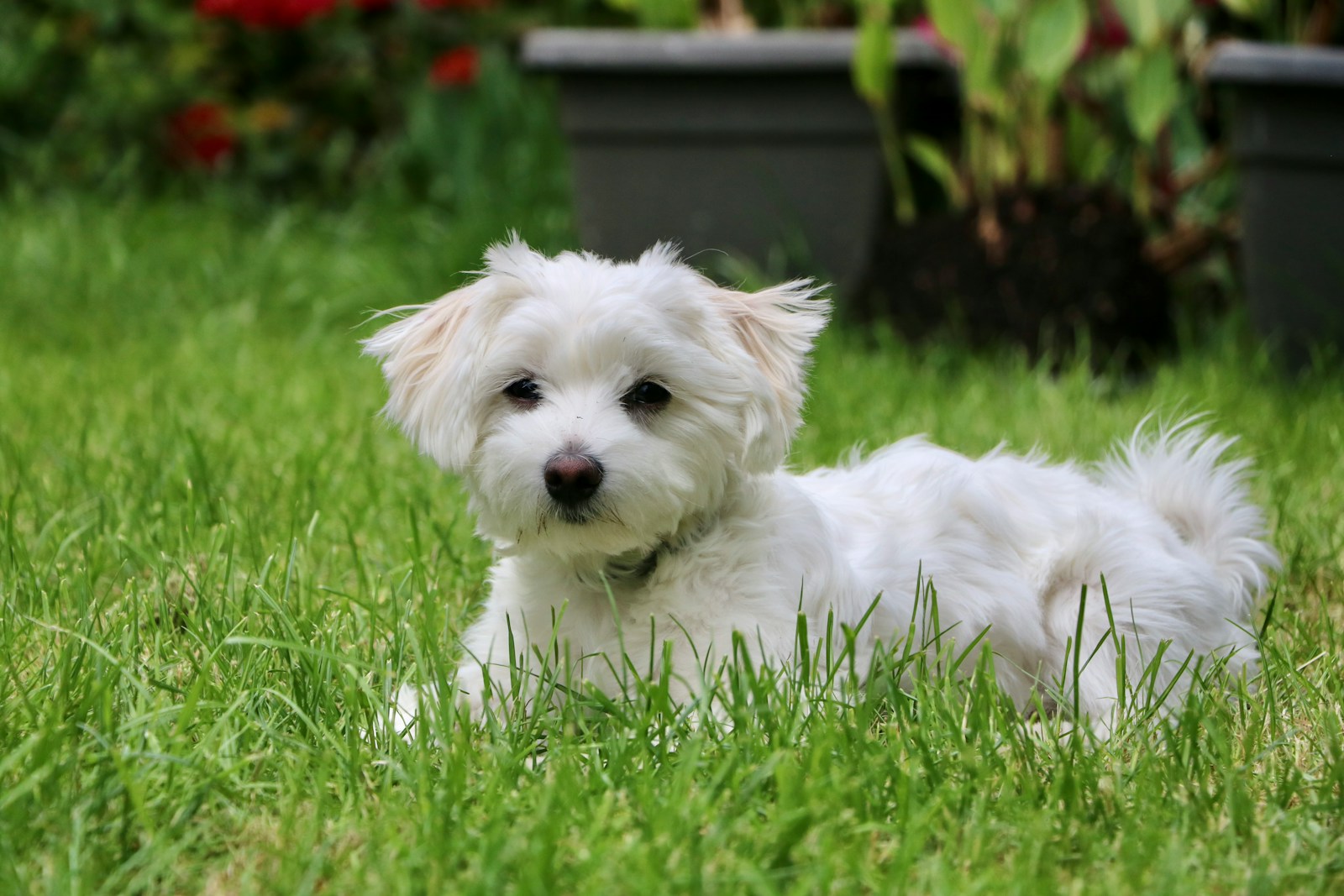 Maltese