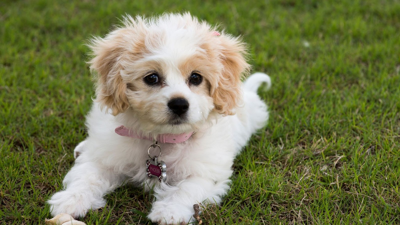 apricot and white cavachon puppy lying on grass