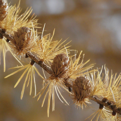 Conclusion: Unveiling the Larch's Enchantment