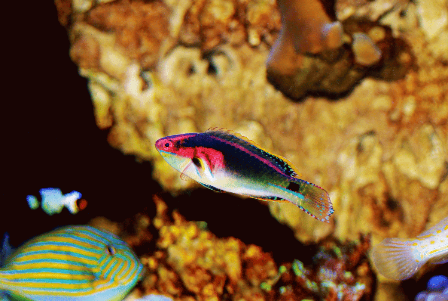 exquisite wrasse