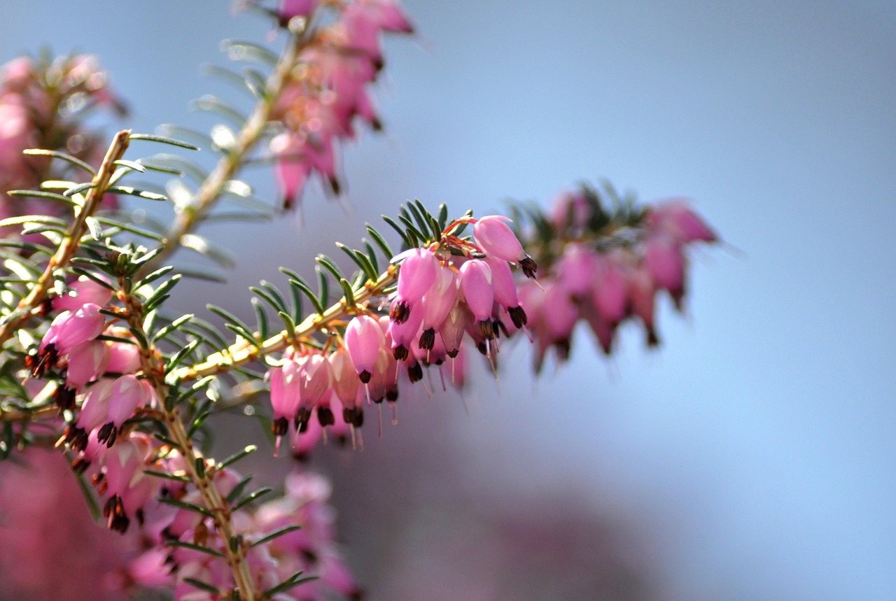 Bruyère d’hiver (Erica carnea)