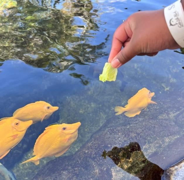 A hand feeding yellow fish in water

Description automatically generated