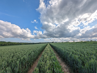 tracker tracks in a field of green cereals