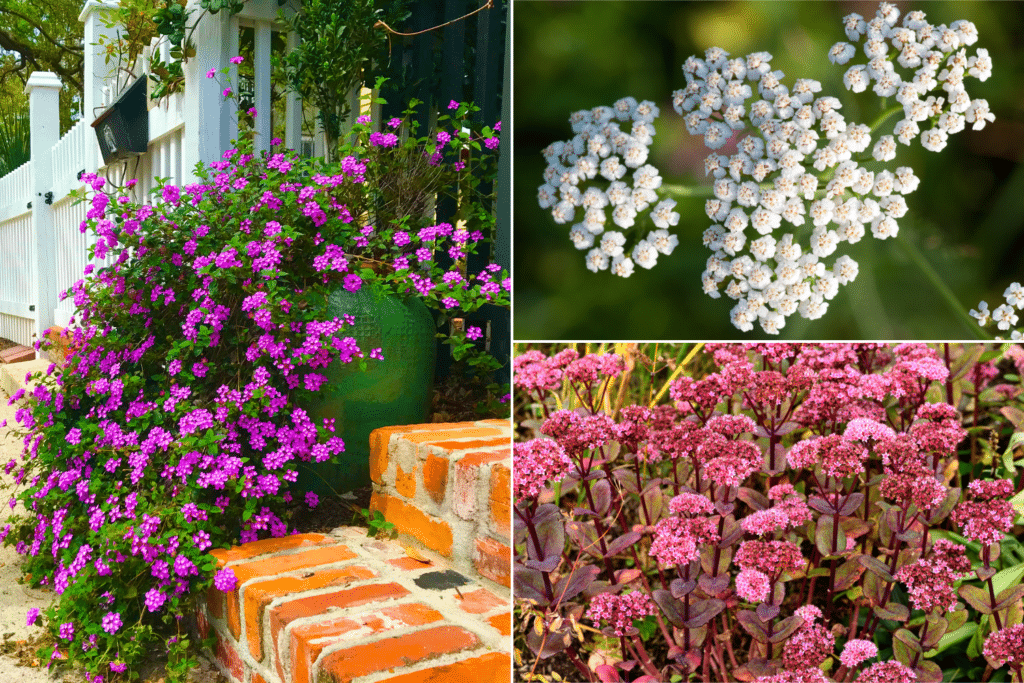 31 impressionantes plantas tolerantes à seca que você precisa para o seu jardim