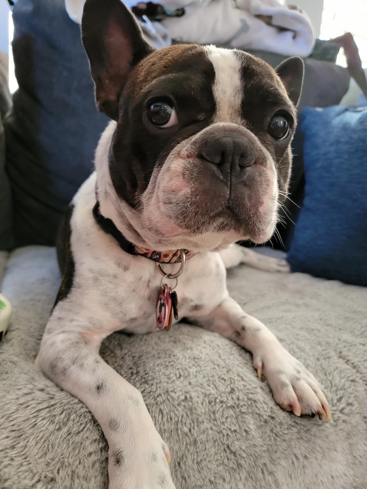 Benefit of Use Collar for French Bulldog: Enhance Safety & Style