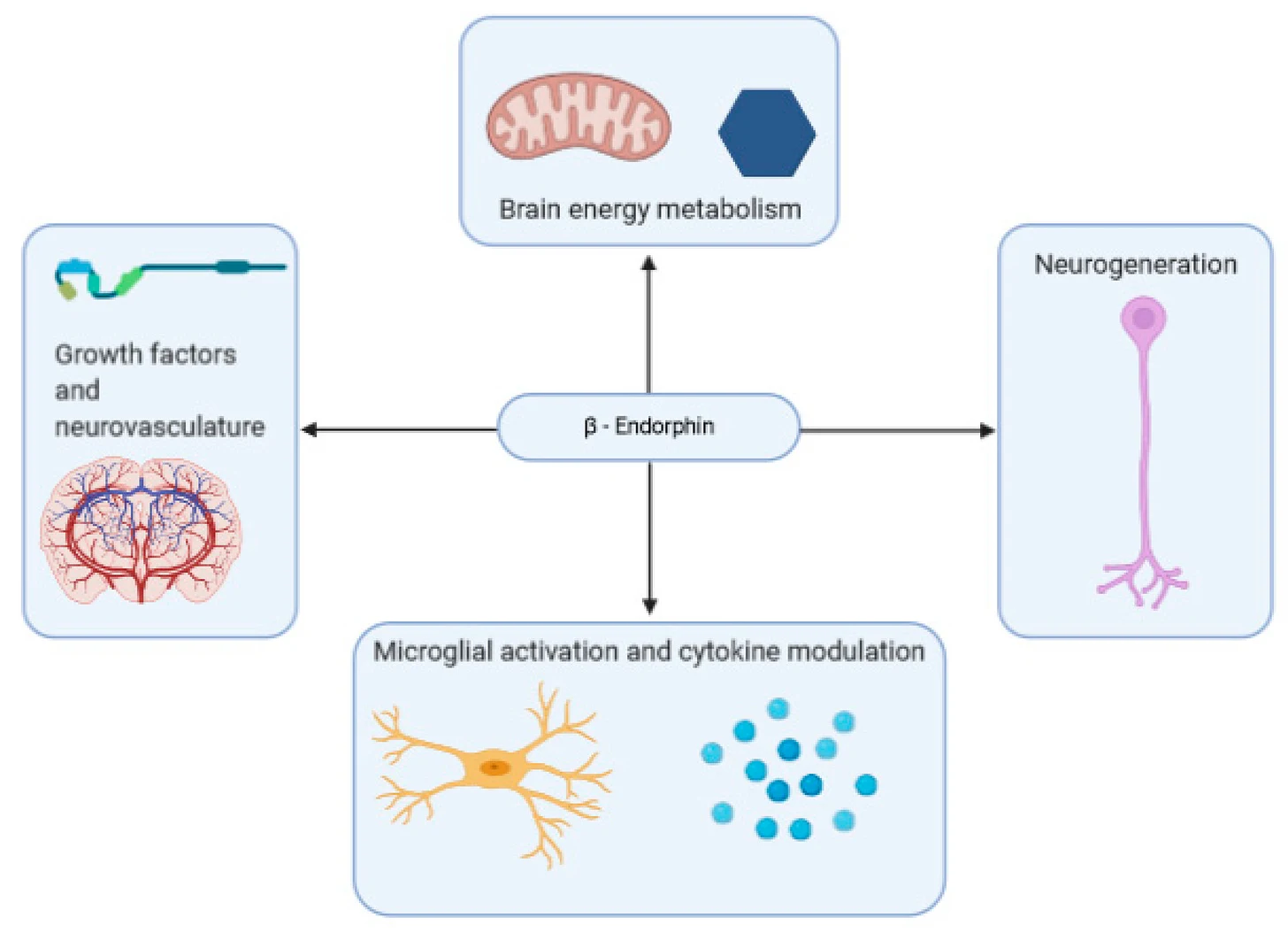 IJMS | 免费全文 | β-内啡肽在压力、行为、神经炎症和脑能量代谢中的作用