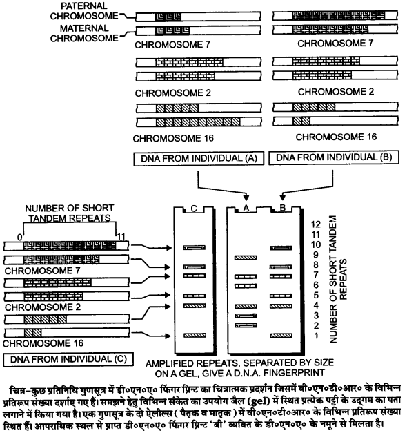 UP Board Solutions for Class 12 Biology Chapter 6 Molecular Basis of Inheritance Q.13