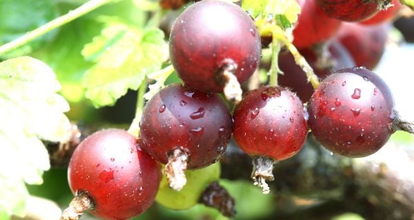 Lyman Orchards