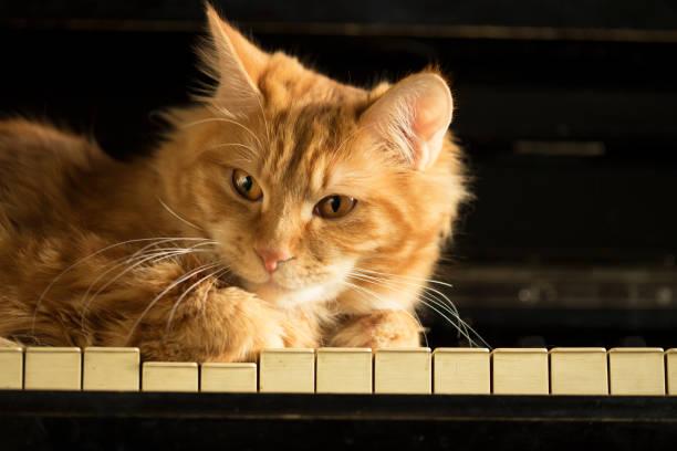 A cat sitting on a piano

Description automatically generated