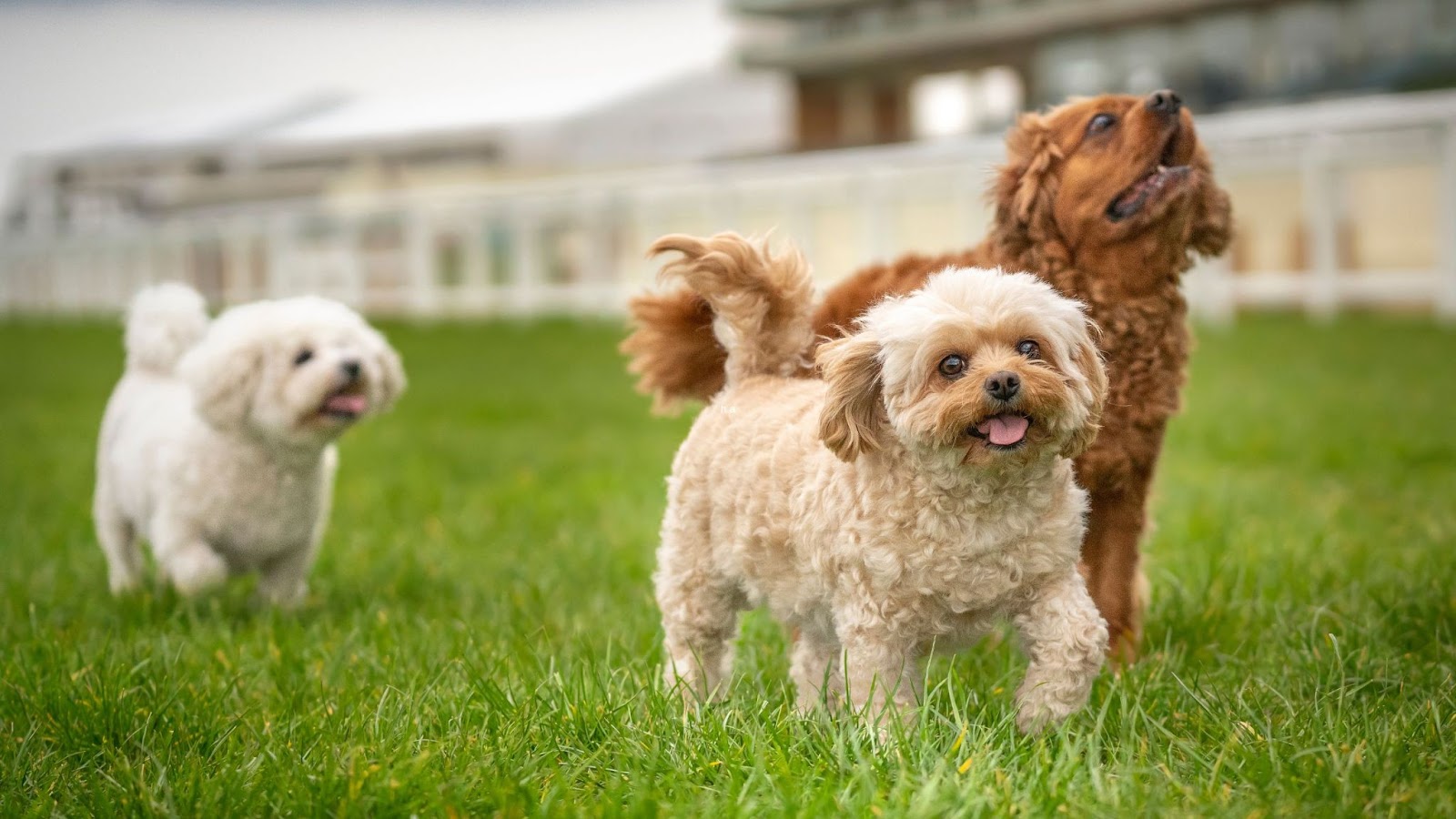 three Cavachon dogs running on grass