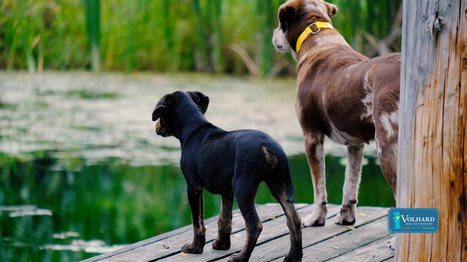 dogs looking at a lake