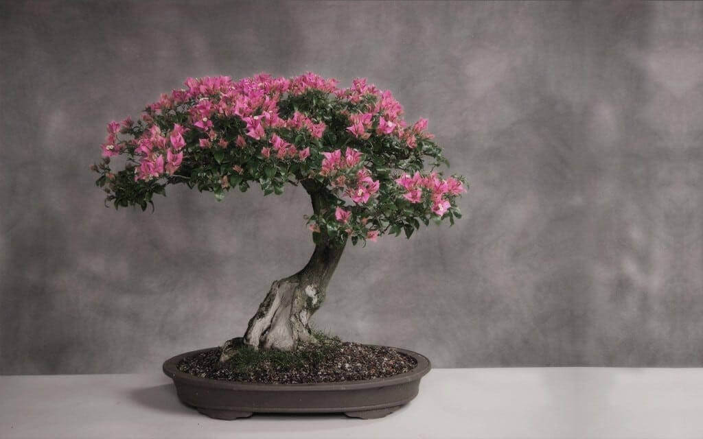 Đào Bonsai