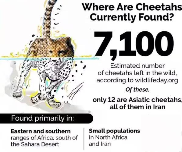 Survival Chances of Cheetah in India |