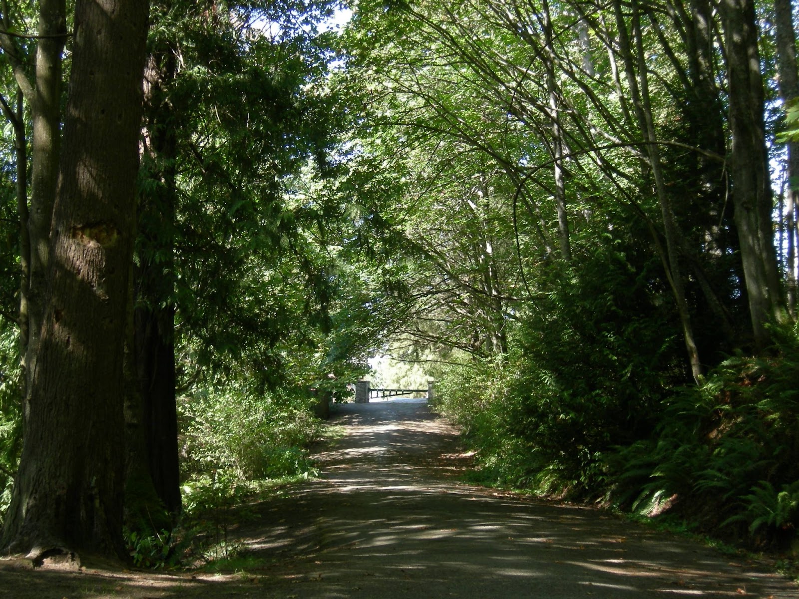 Road is covered with shadow of tall and strong trees