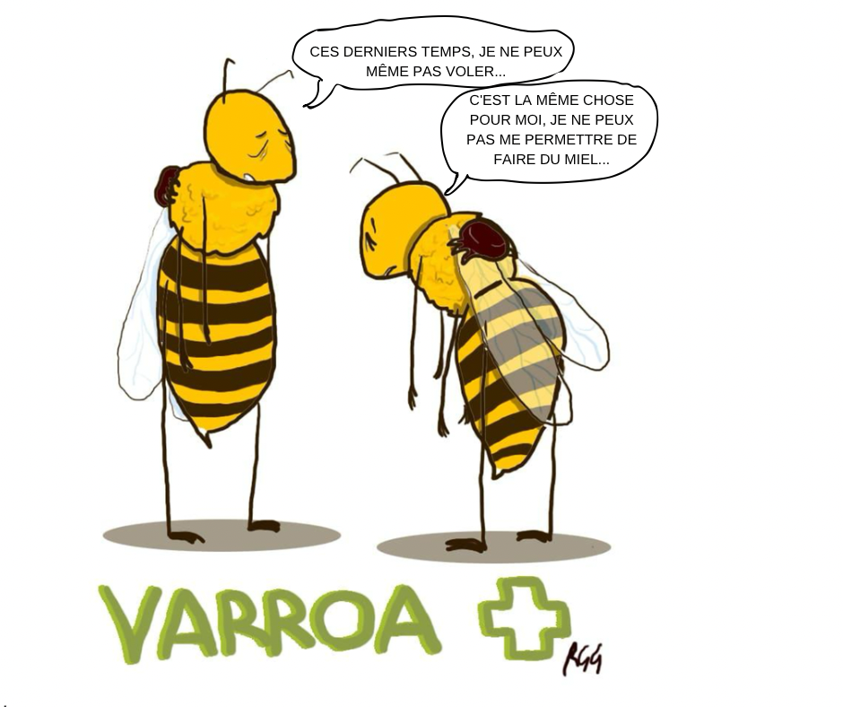 Lutte contre Varroa : Conseils Essentiels pour Protéger Vos Abeilles - Non classifié(e)