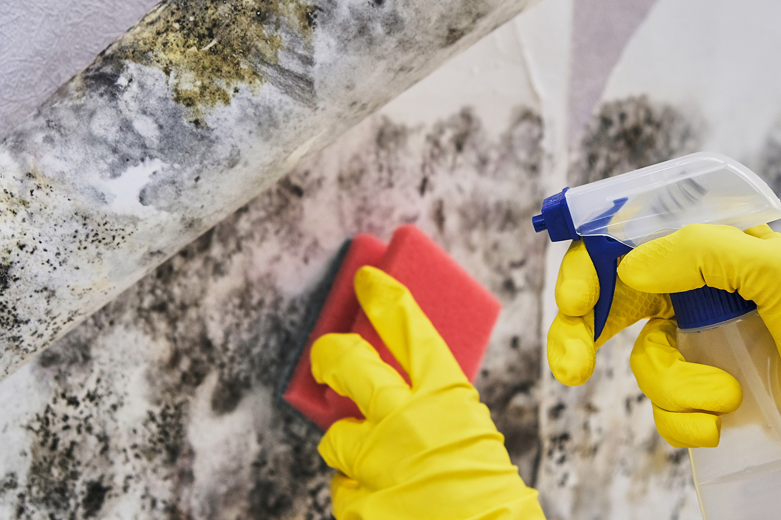 does peroxide kill mold