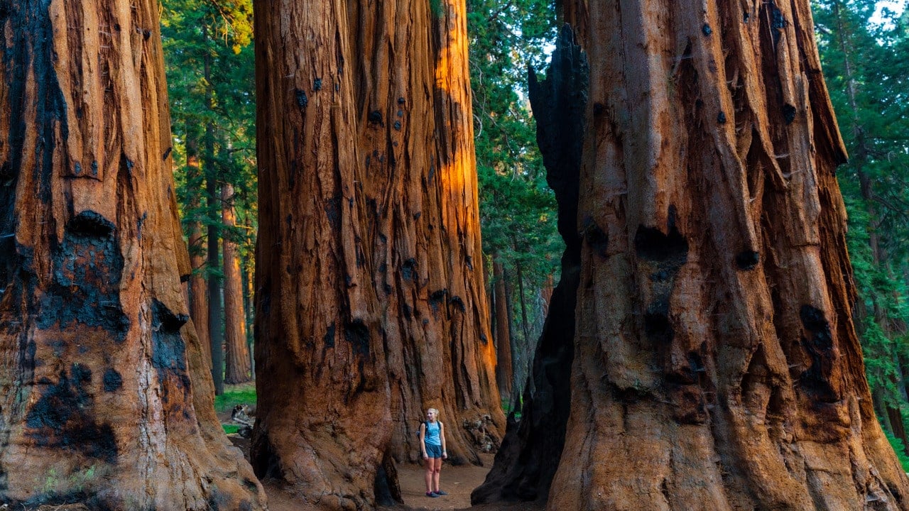 Sequoia National Park in California