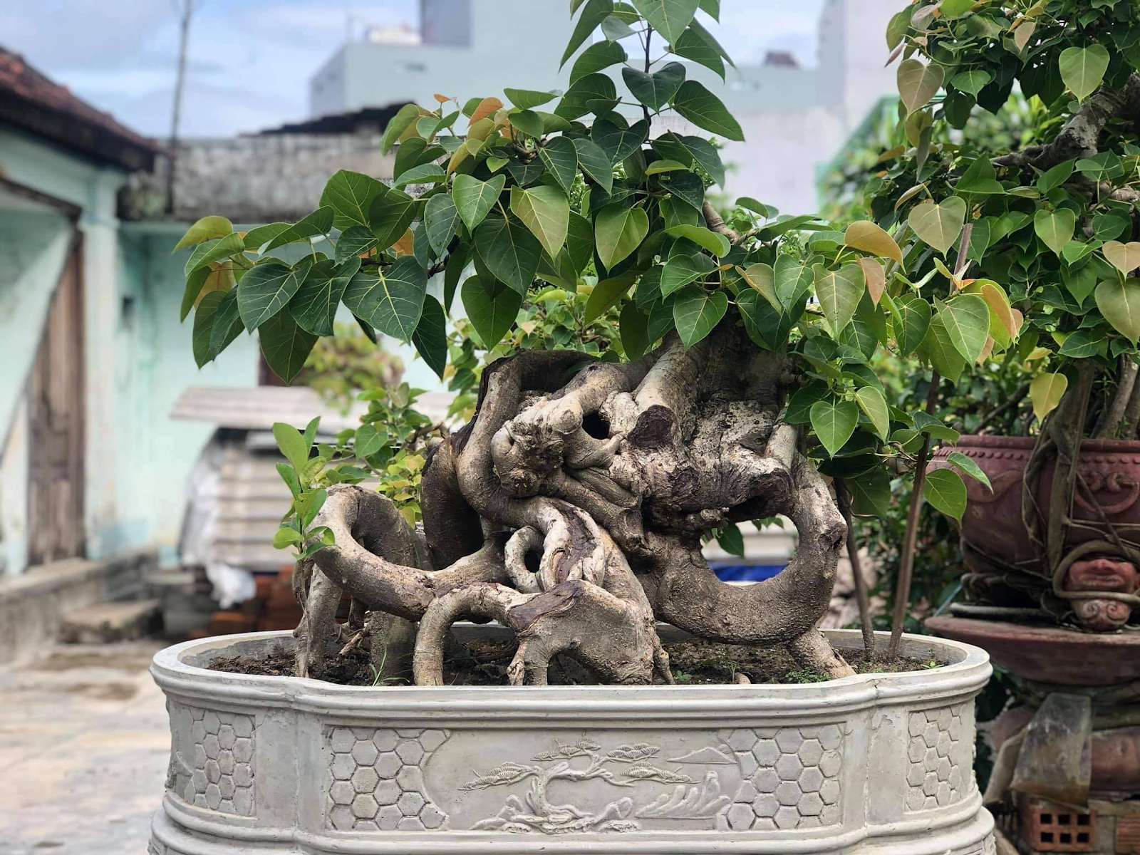 Các Loại Cây Bonsai