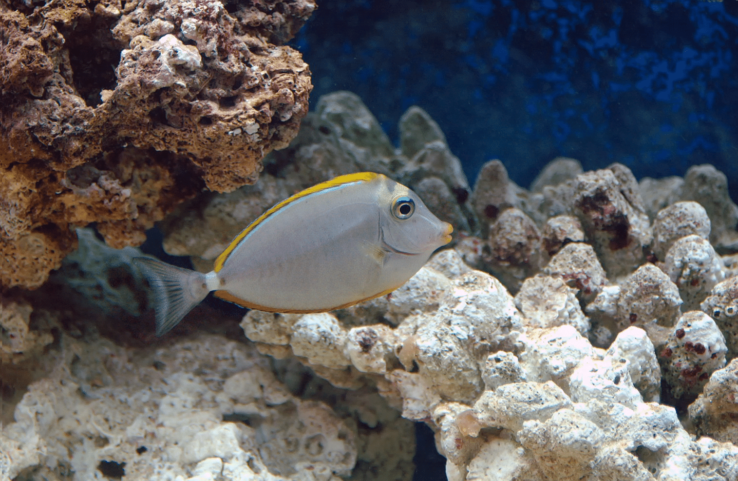 blonde naso tang