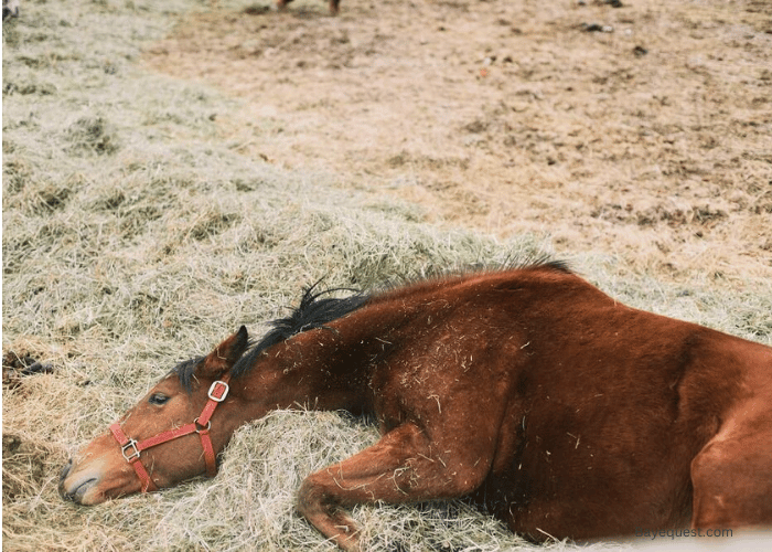 Signs and Symptoms of Equine Protozoal Myeloencephalitis