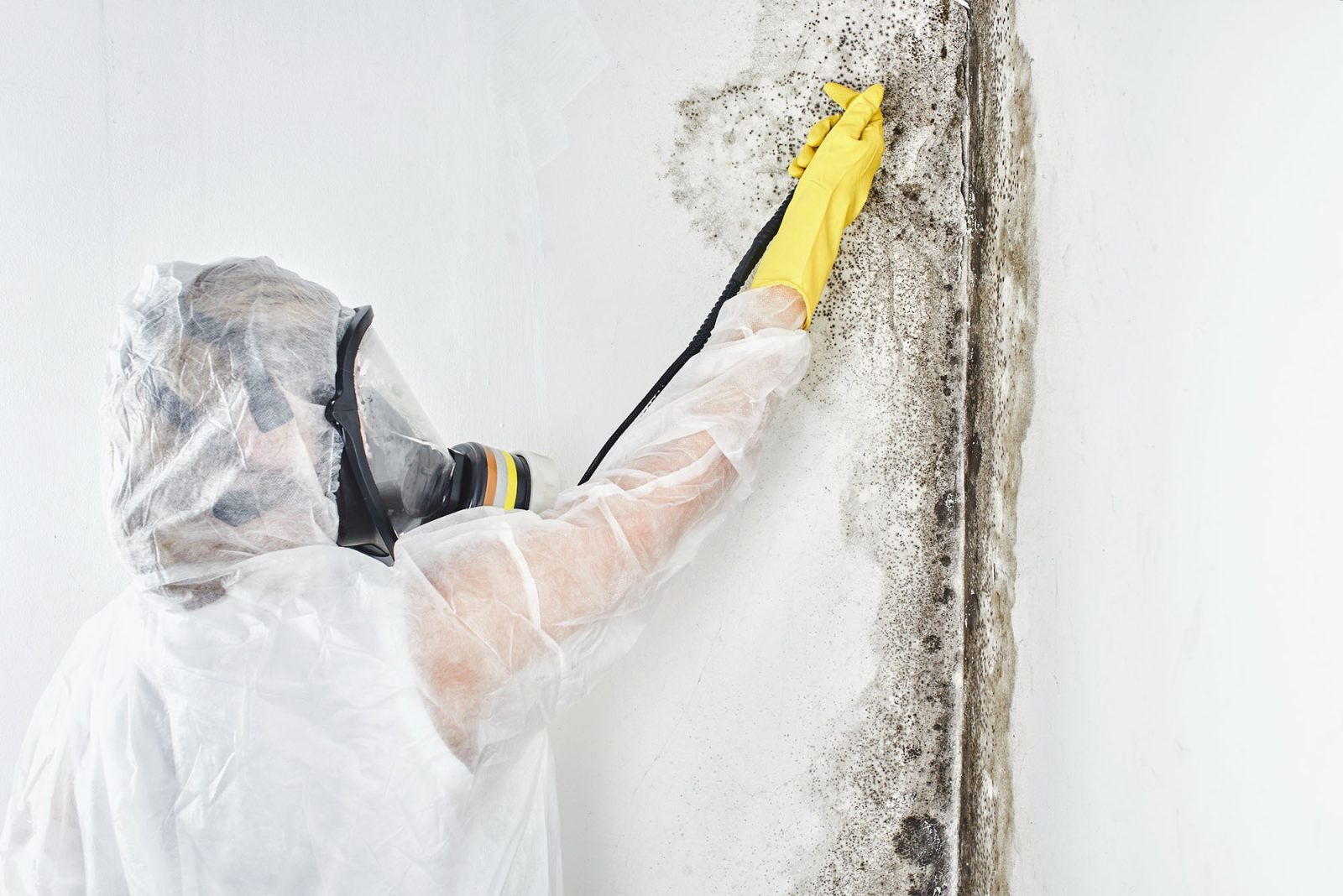 bathroom mold