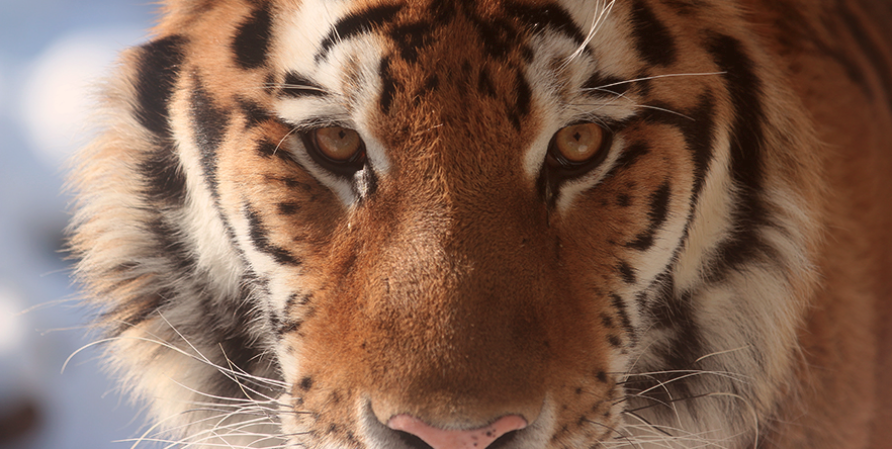 tiger eye stare