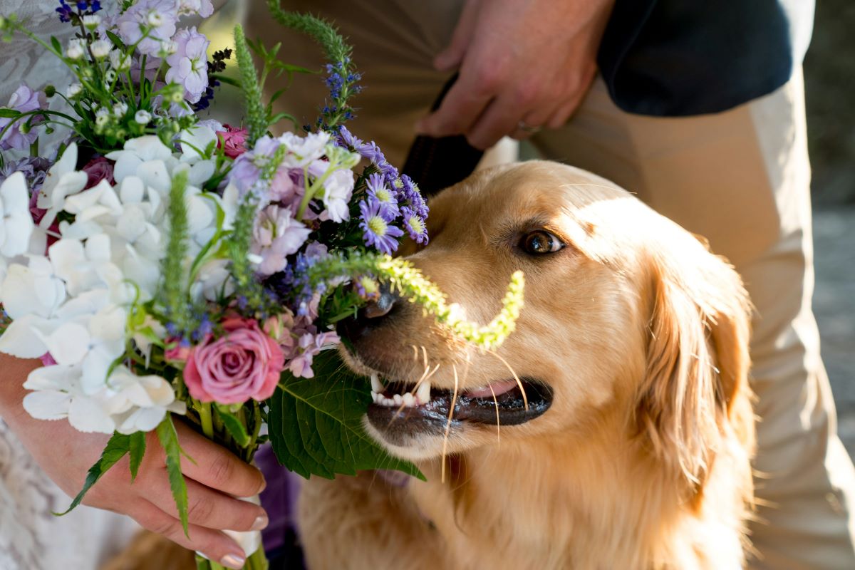 花束の匂いを嗅ぐ愛犬