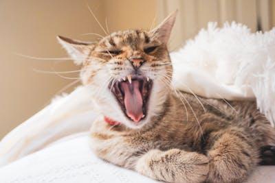 A cat yawning with its mouth open

Description automatically generated