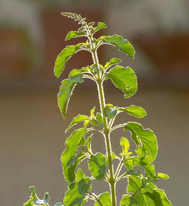 tulsi