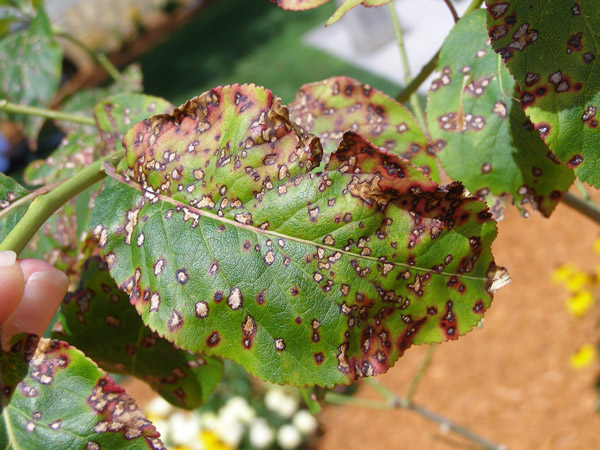 Leaves Affected by Fungal Disease