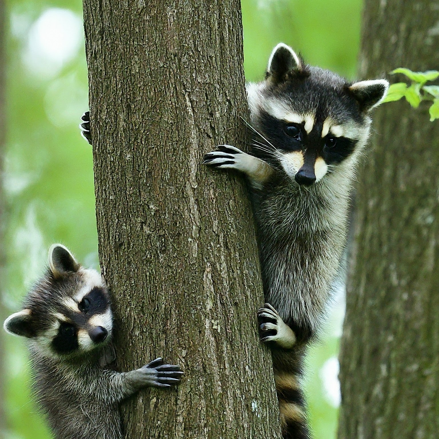 raccoons on a tree