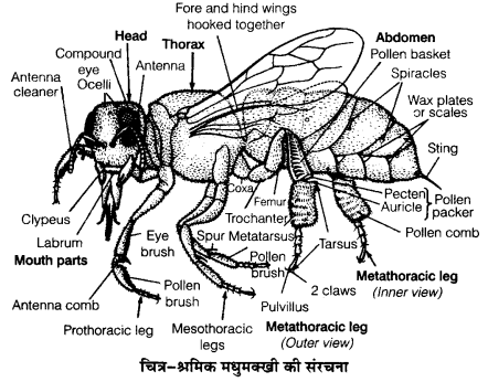 UP Board Solutions for Class 12 Biology Chapter 9 Strategies for Enhancement in Food Production 2Q.2.2