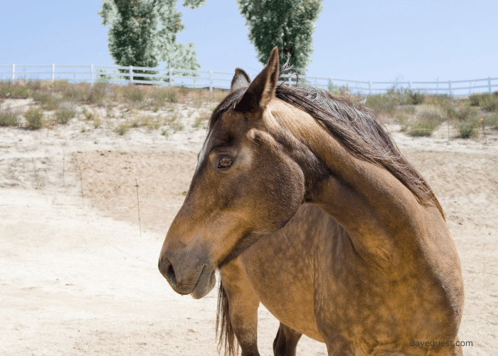 How to Get Dapples on Horses