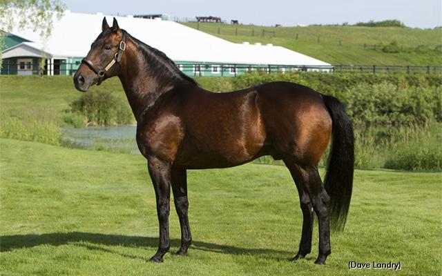 Mach Three, father of Somebeachsomewhere. Source: https://standardbredcanada.ca/