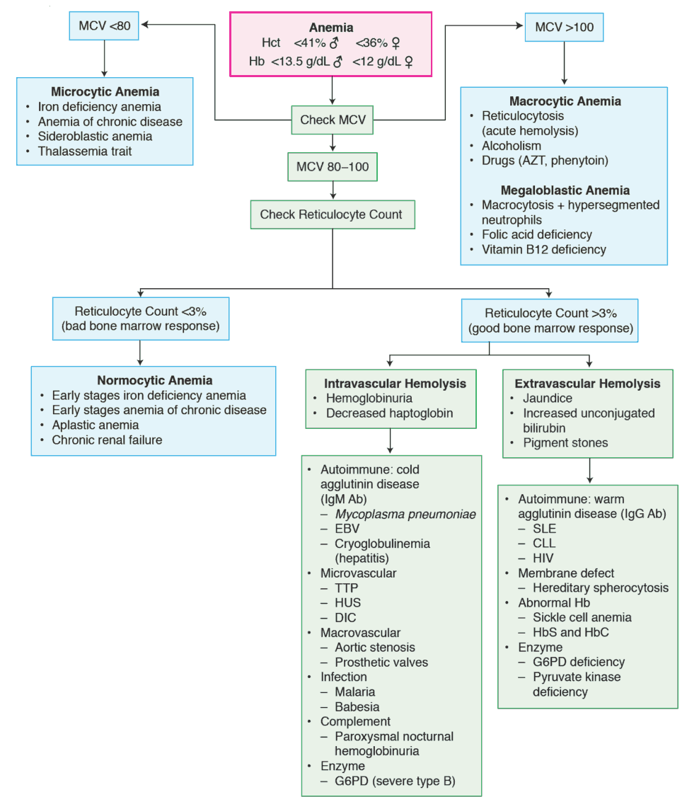 Iron Deficiency Anemia