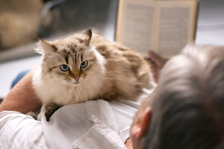 Things to know about Ragdoll Cats