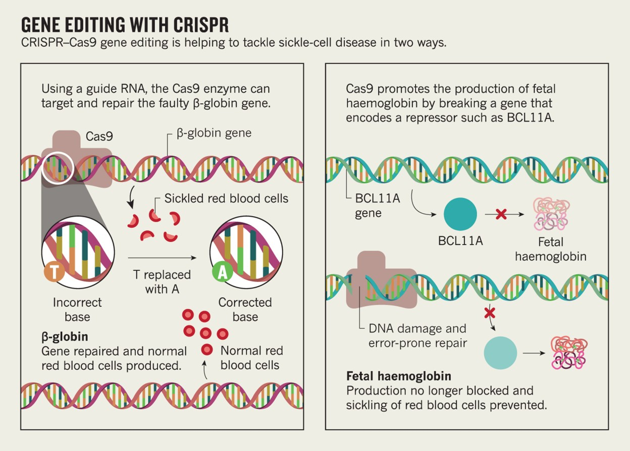 CRISPR Cas9 Gene Therapy