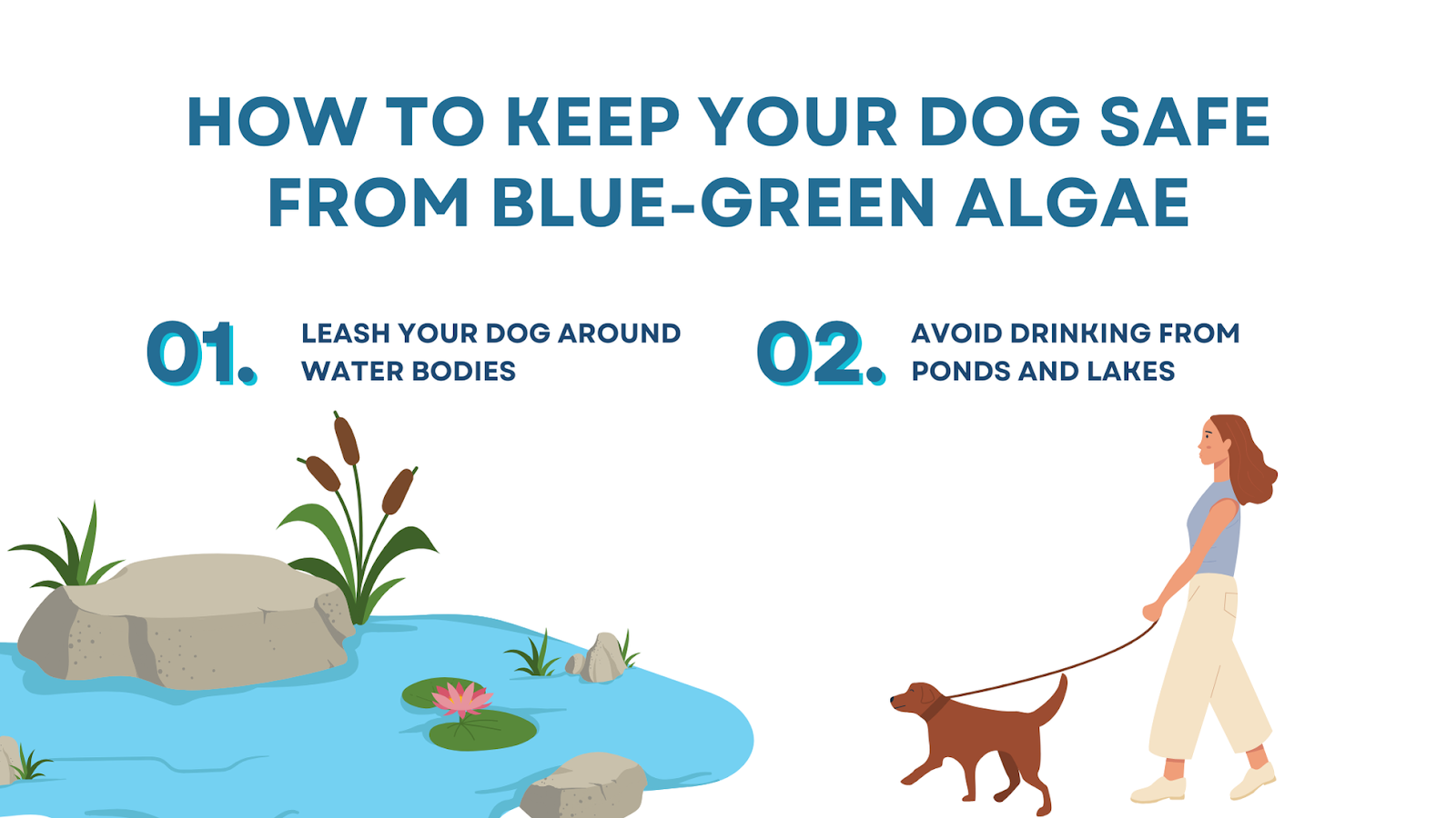 Blue green algae supplement for dogs best sale