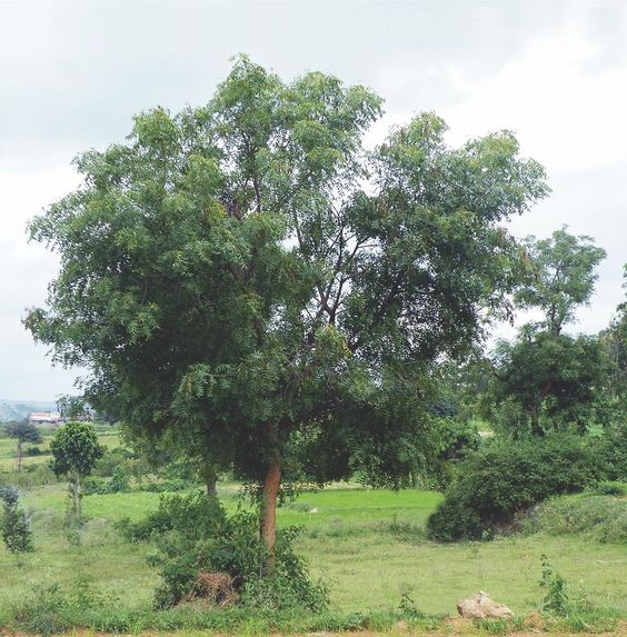 Neem tree