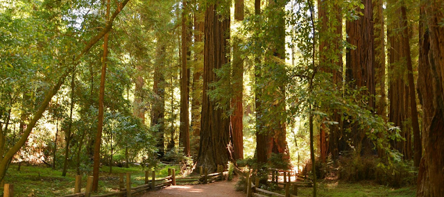 Henry-Cowell-Redwoods-State-Park