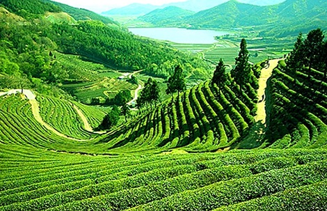 darjeeling tourist places - Happy Valley Tea Estate Darjeeling