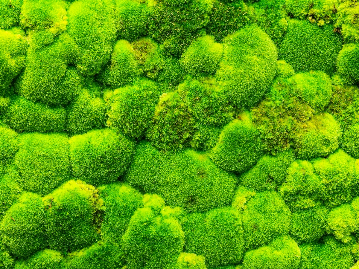 Limetkovo zelený kopčekový mach
