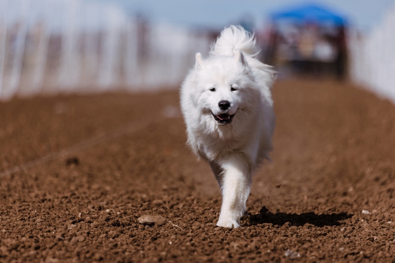 perro samoyedo corriendo por la tierra