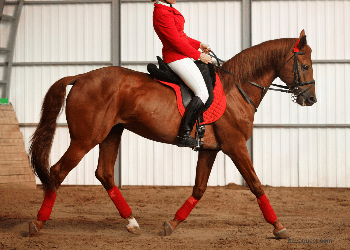 How to Recognize a Gaited Horse