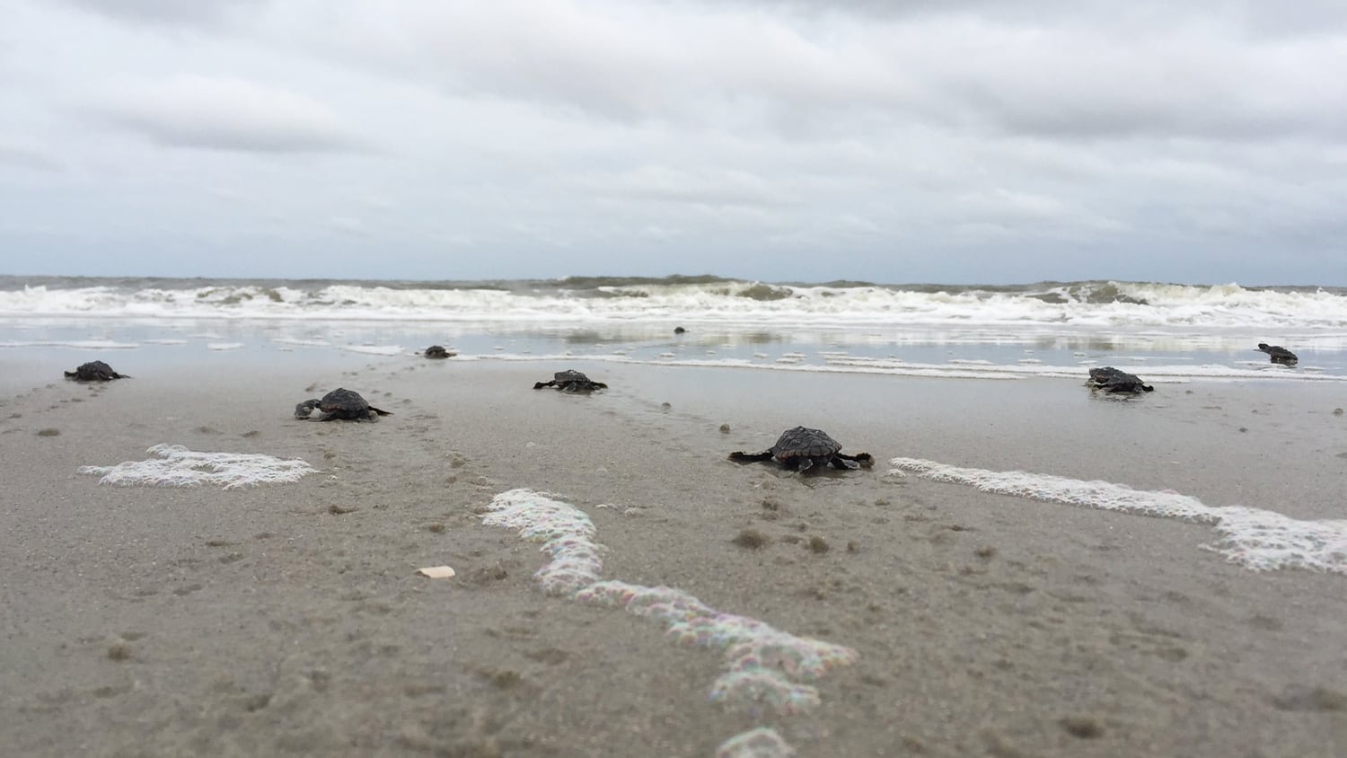 Sea Turtle Nesting